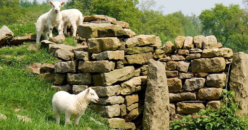 Cas particulier : isoler un mur en pierre avec de la laine de roche