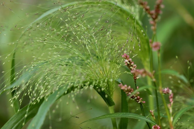millet